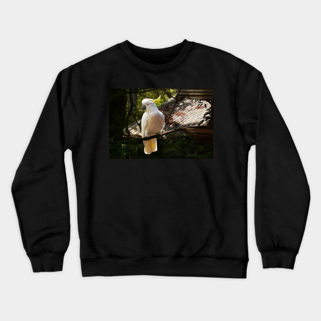 Sulphur Crested Cockatoo, Warburton Crewneck Sweatshirt by rozmcq